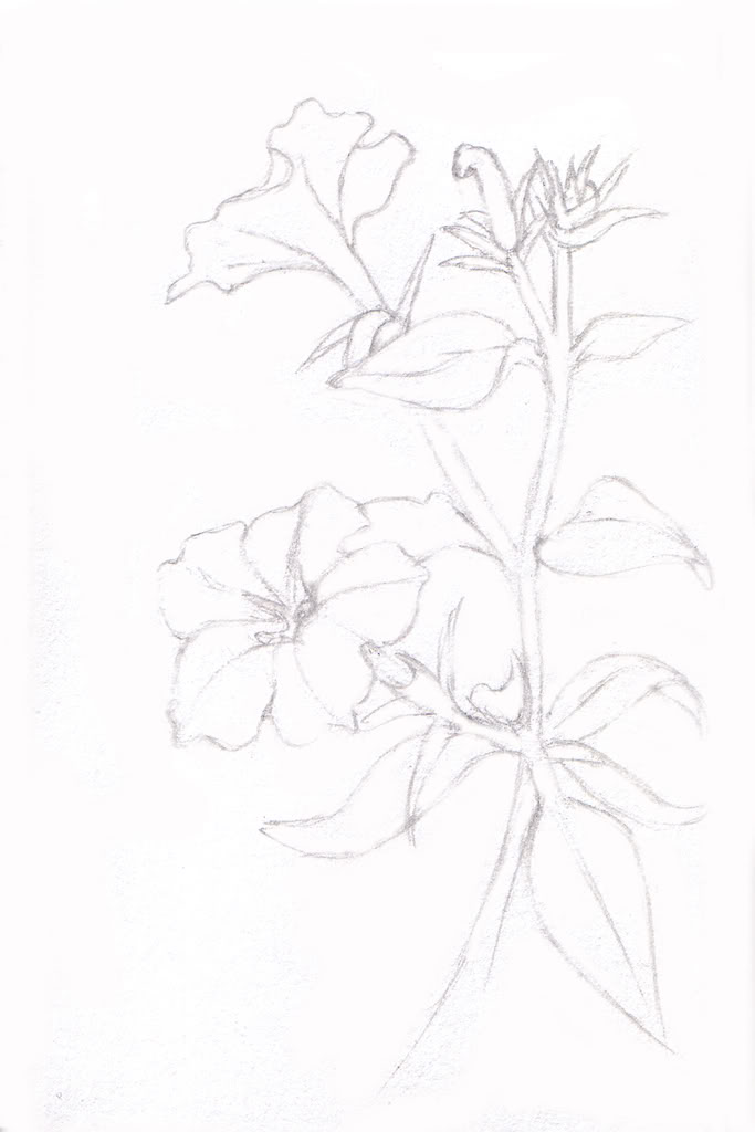 683x1024 New Sprout June 2008 - Petunia Sketch