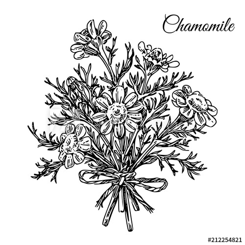 500x500 Bouquet Of Chamomile Pharmacy. Sketch. Engraving Style. Vector - Pharmacy Sketch