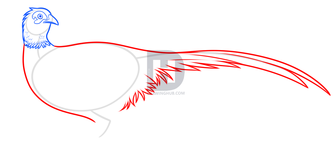 1080x487 How To Draw A Pheasant, Step By Step, Drawing Guide, By Darkonator - Pheasant Sketch