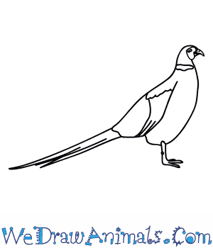 300x350 How To Draw A Pheasant - Pheasant Sketch