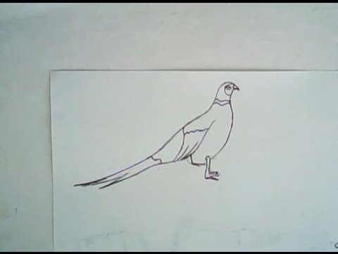 480x360 How To Draw A Pheasant (Simple Line Art) - Pheasant Sketch