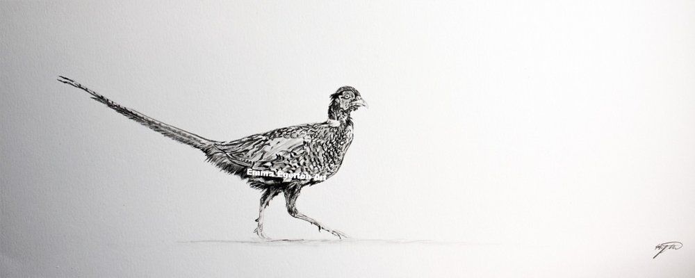 1000x400 Mini Pheasant Sketch Emma Egerton Art - Pheasant Sketch