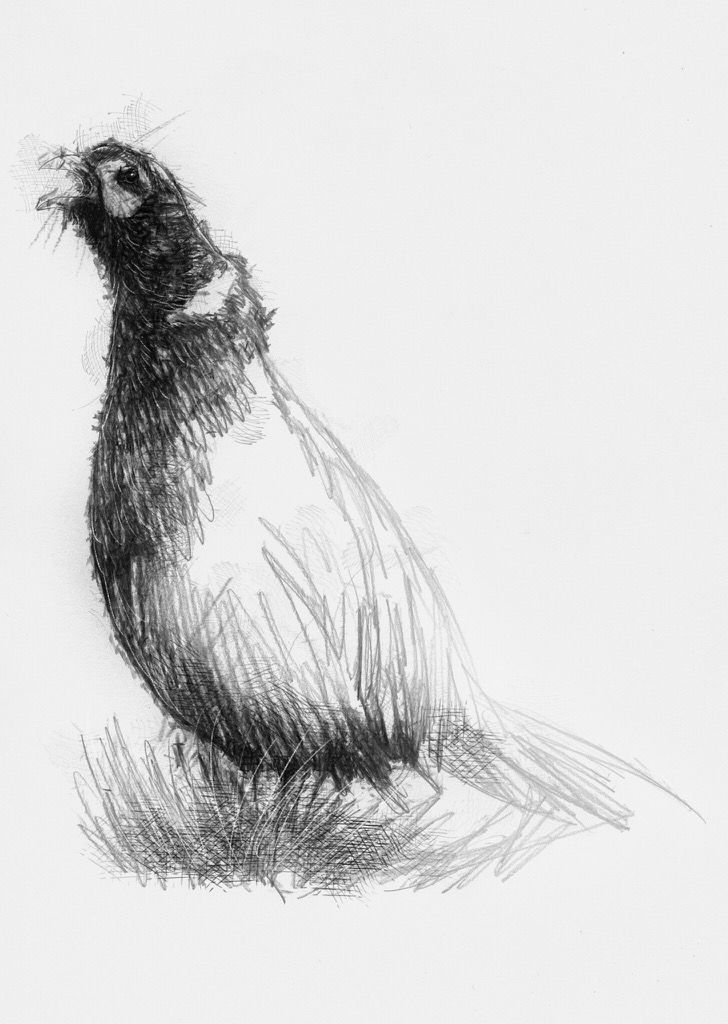 728x1024 Pheasant, Artist Sean Briggs Producing A Sketch A Day, Prints - Pheasant Sketch
