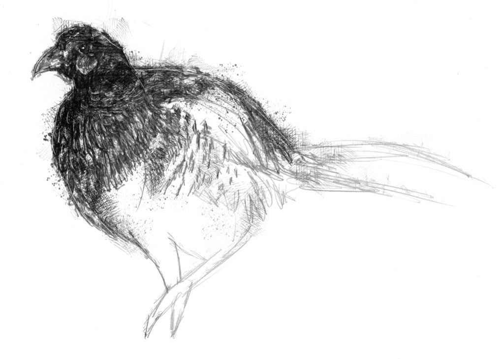 1024x730 Pheasant - Pheasant Sketch