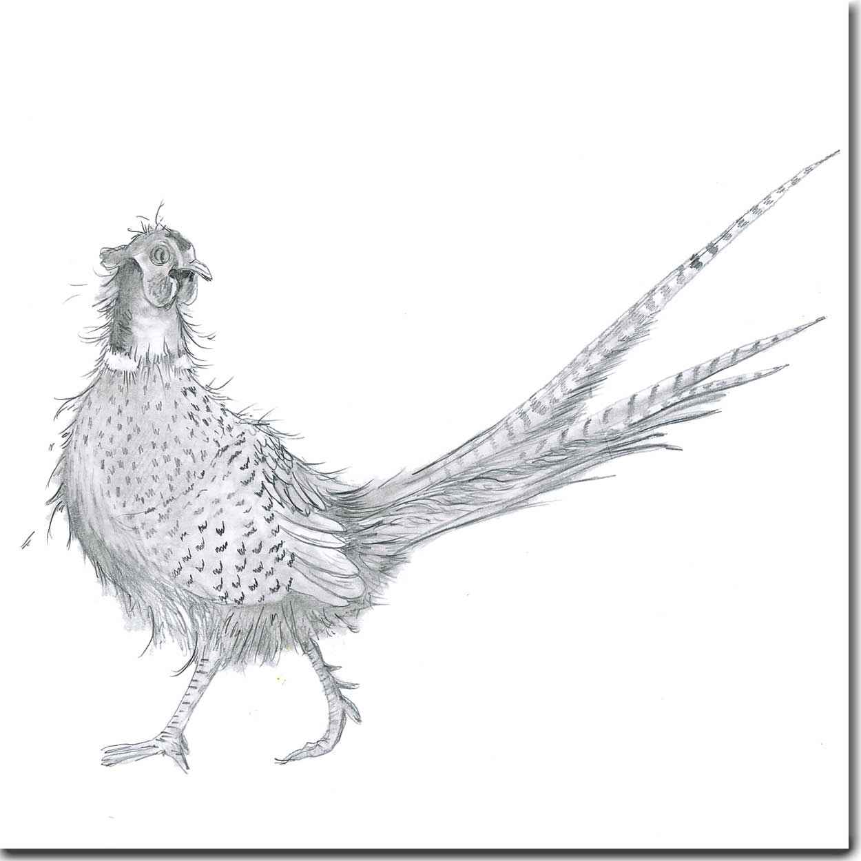 1250x1250 Pheasant Card - Pheasant Sketch