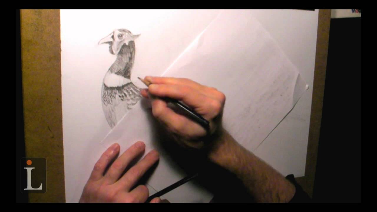 1280x720 Pheasant Drawing - Pheasant Sketch