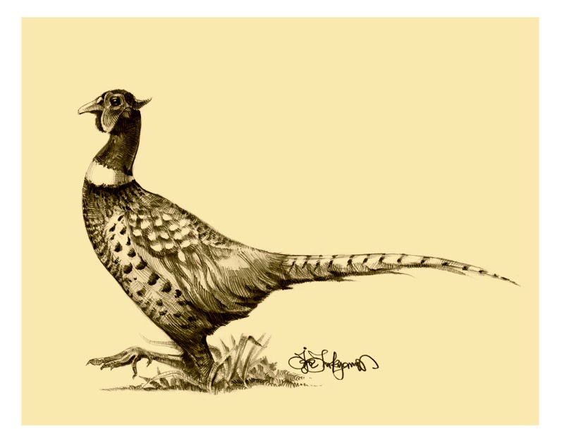800x630 Pheasant Drawing - Pheasant Sketch