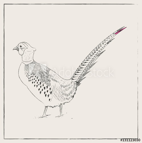499x500 Pheasant Hand Drawn Pencil Sketch Illustration - Pheasant Sketch