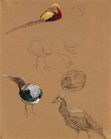 Pheasant Sketch At Paintingvalley Com Explore Collection Of Pheasant