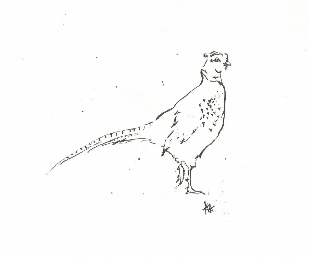 1024x850 Pheasant By Annabel Allison The Prints Gallery - Pheasant Sketch