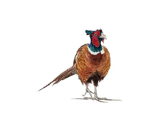 Pheasant Sketch At Paintingvalley Com Explore Collection Of Pheasant