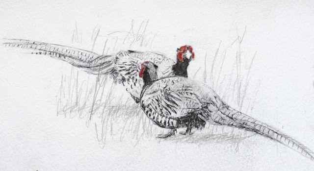 640x349 Pheasant Salt Marsh Art Sketch Book - Pheasant Sketch