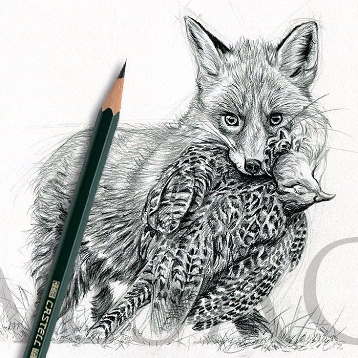 720x720 Fox And Pheasant Renard Et Faisan - Pheasant Sketch