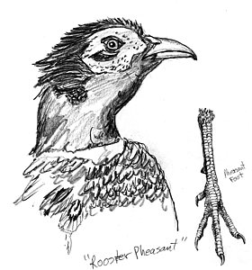 280x300 Head And Foot Of A Chinese Ringneck Rooster Pheasant Drawing By - Pheasant Sketch