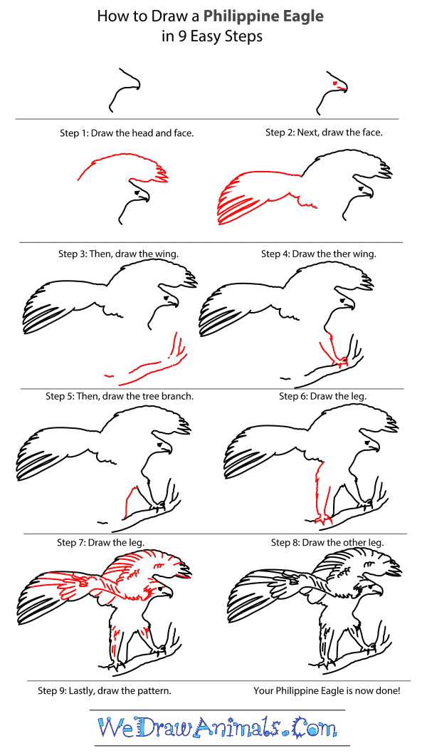 600x1057 How To Draw A Philippine Eagle - Philippine Eagle Sketch