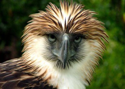 400x286 Make It Davao Philippine Eagle - Philippine Eagle Sketch