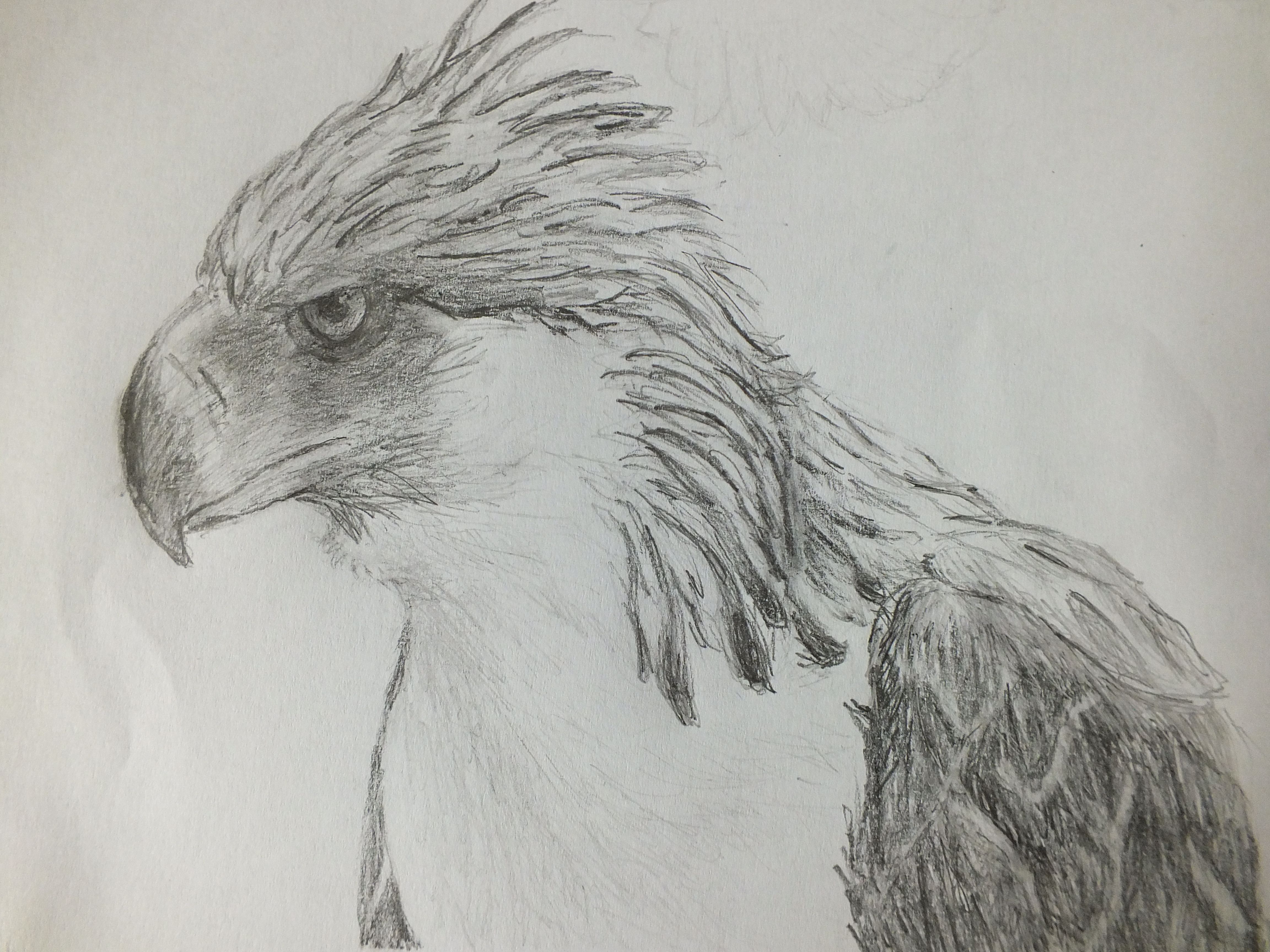 4608x3456 My Drawing Of A Philippine Eagle My Artworks My - Philippine Eagle Sketch