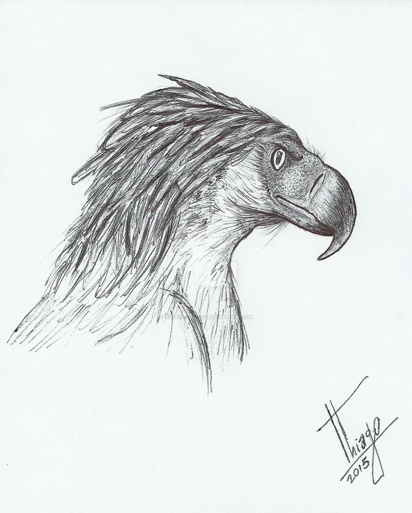 801x998 Philippine Eagle (Pithecophaga Jefferyi) By Thiago4jazz - Philippine Eagle Sketch