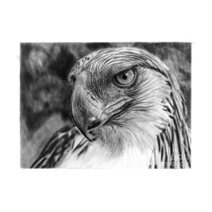 300x300 Philippine Eagle Drawing By Pinaypencilart - Philippine Eagle Sketch
