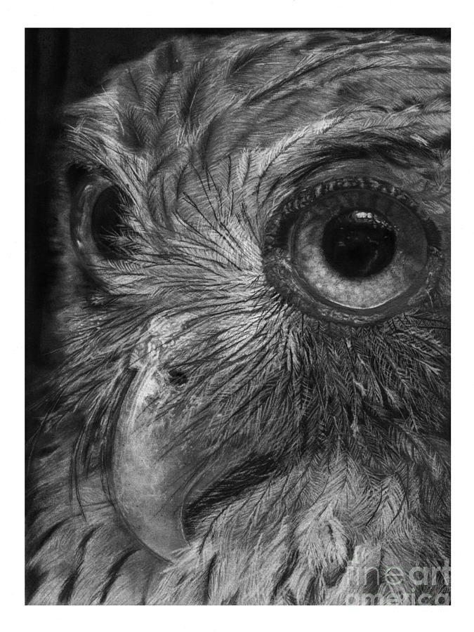 675x900 Philippine Eagle Owl Drawing By Pinaypencilart - Philippine Eagle Sketch