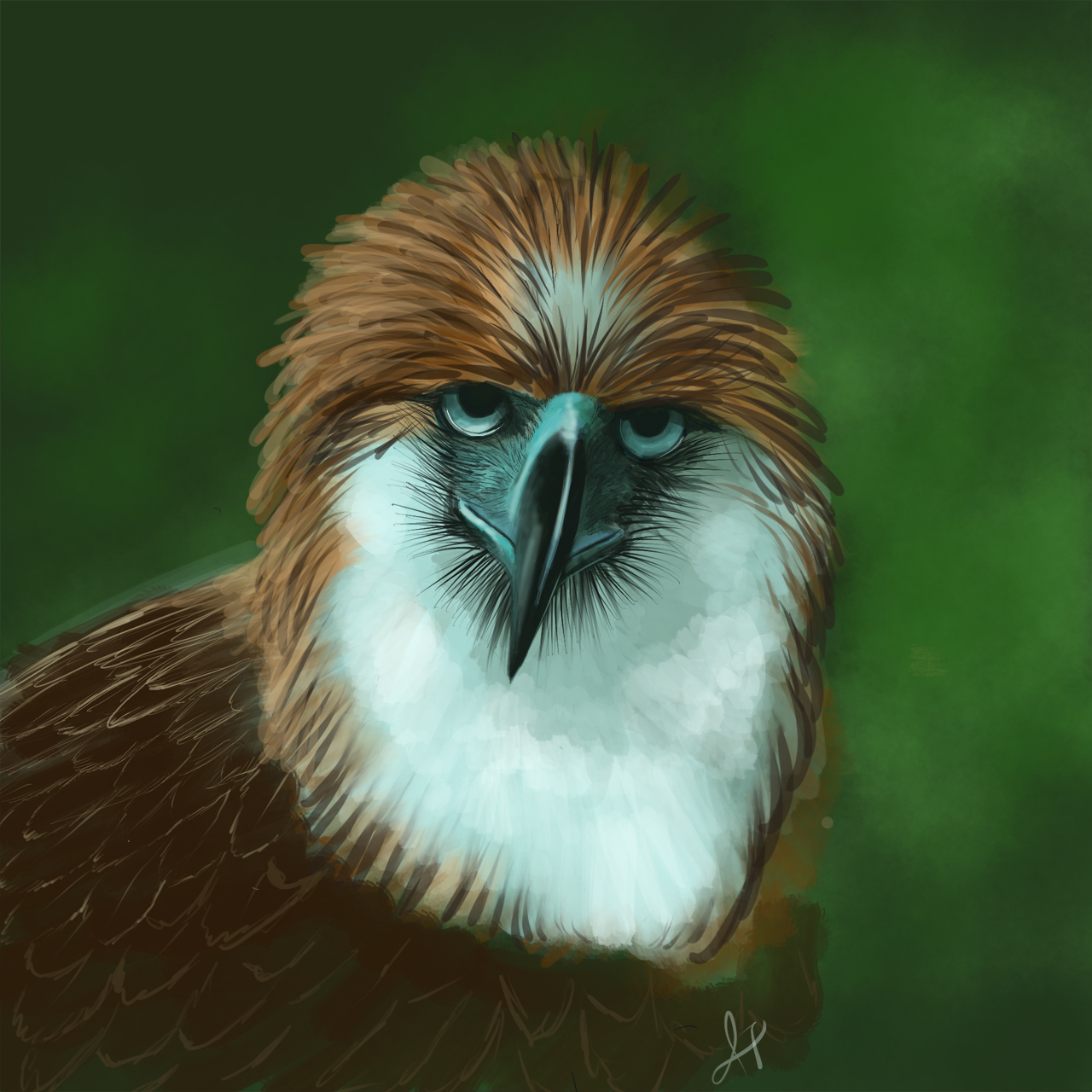 1280x1280 Philippine Eagle Sketch By Aetus - Philippine Eagle Sketch
