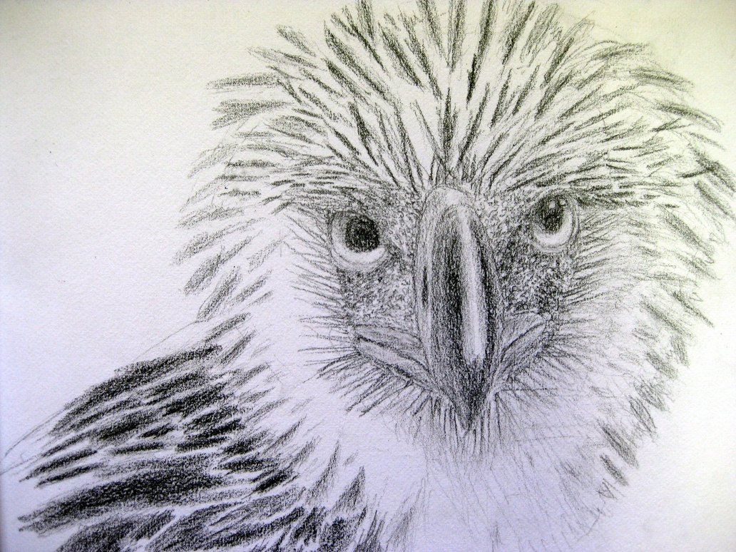 1032x774 Philippine Eagle By Alphabetsoup314 - Philippine Eagle Sketch
