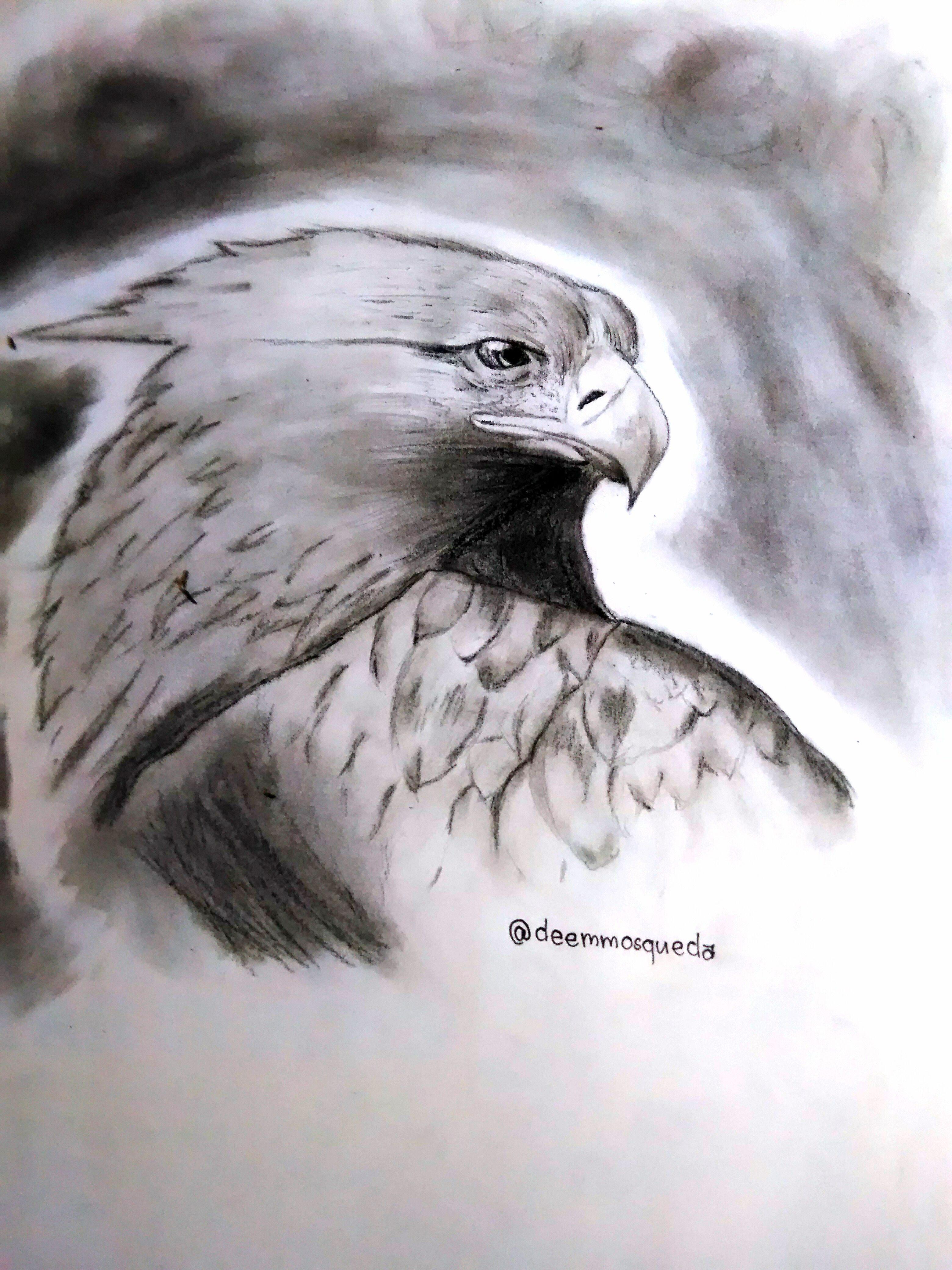 3120x4160 Philippine Eagle In Realistic Drawing Steemit - Philippine Eagle Sketch