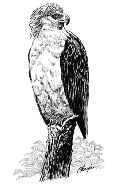 372x600 Photo Philippine Eagle, Pithecophaga Jefferyi - Philippine Eagle Sketch
