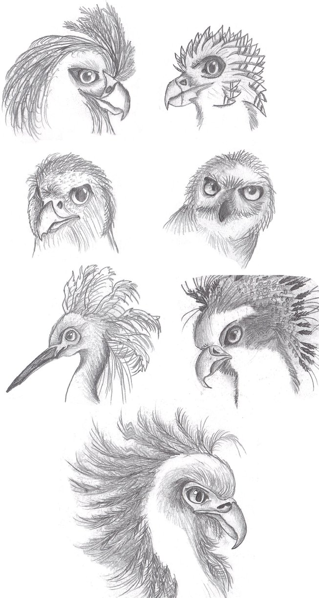 653x1223 Phoenix Bird Sketches By Ra Meenan - Phoenix Bird Sketch