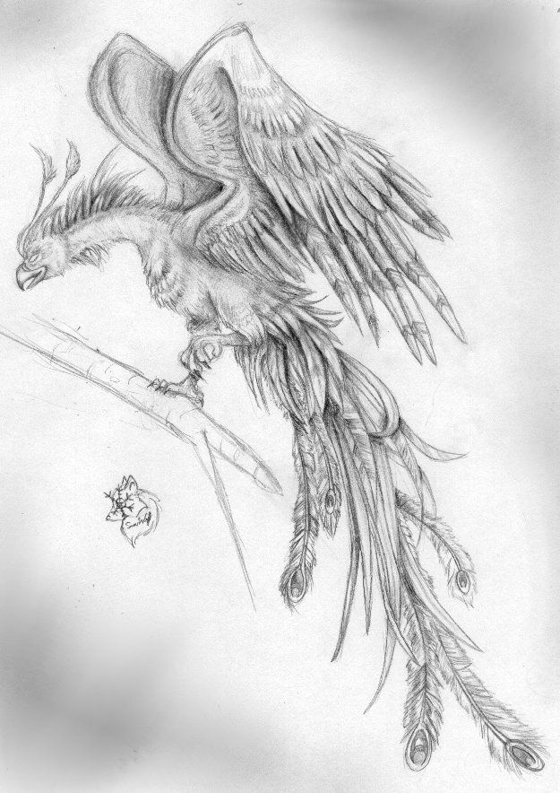 625x884 Phoenix Drawings In Pencil - Phoenix Bird Sketch