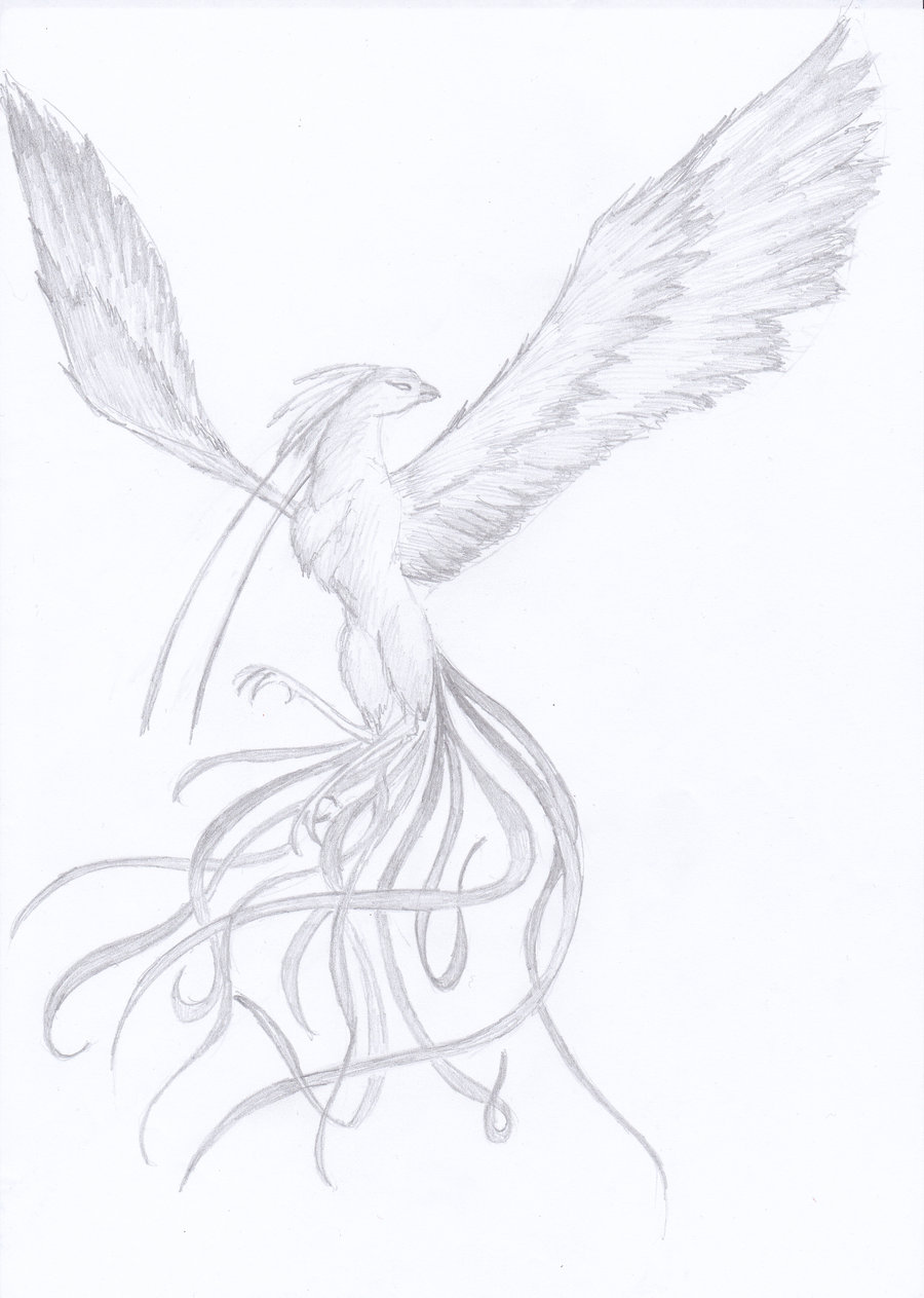 900x1263 Flying Phoenix Bird Sketch - Phoenix Sketch