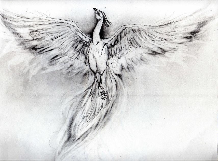 856x633 Phoenix Sketch By Kodachiku - Phoenix Sketch