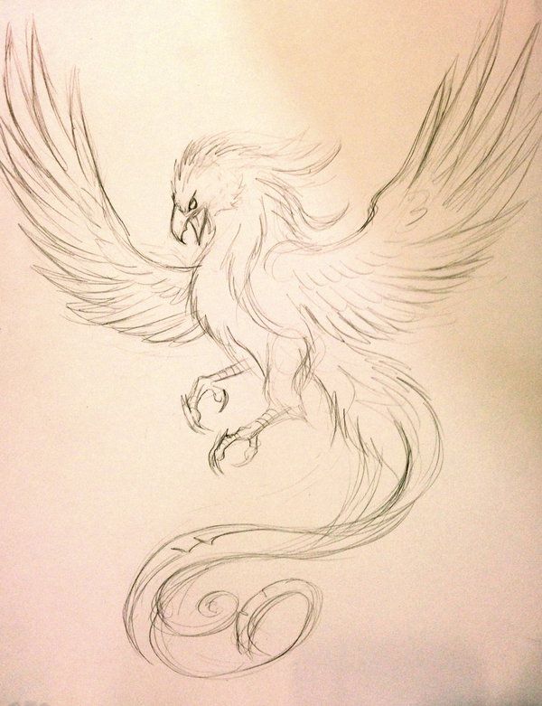 600x781 Phoenix Tattoo Sketch By On @ - Phoenix Sketch
