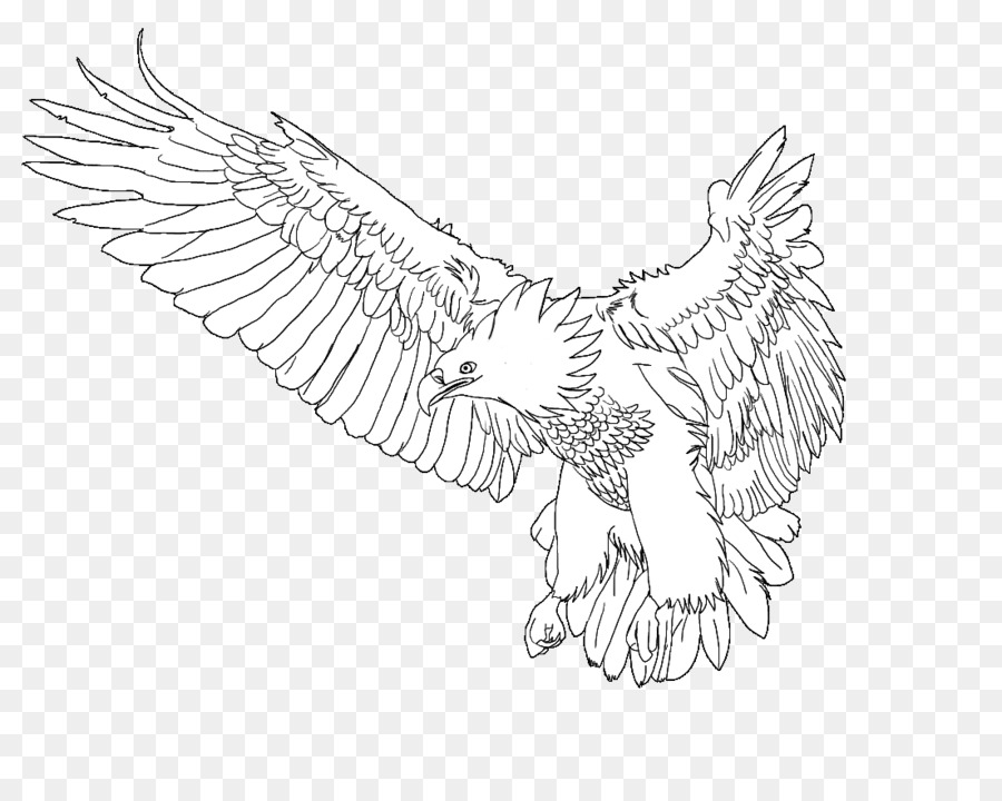 900x720 Bald Eagle Chicken Beak Sketch - Phoenix Sketch