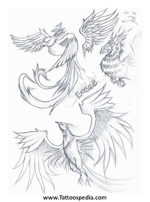 484x650 Phoenix Tattoo Sketch 5 - Phoenix Tattoo Sketch