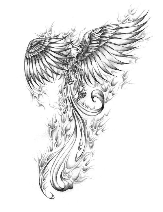 564x736 Related Image Tattoos Tattoos, Tattoo Designs And - Phoenix Tattoo Sketch