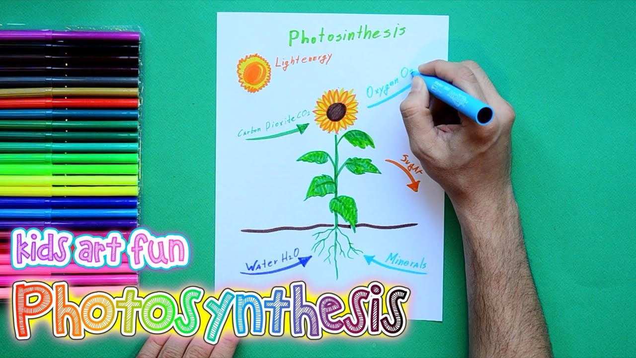 1280x720 How To Draw And Color Photosynthesis - Photosynthesis Sketch