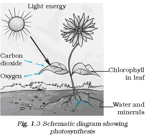 485x451 Nutrition In Plants Food Cbse Class 7 Ekshiksha - Photosynthesis Sketch