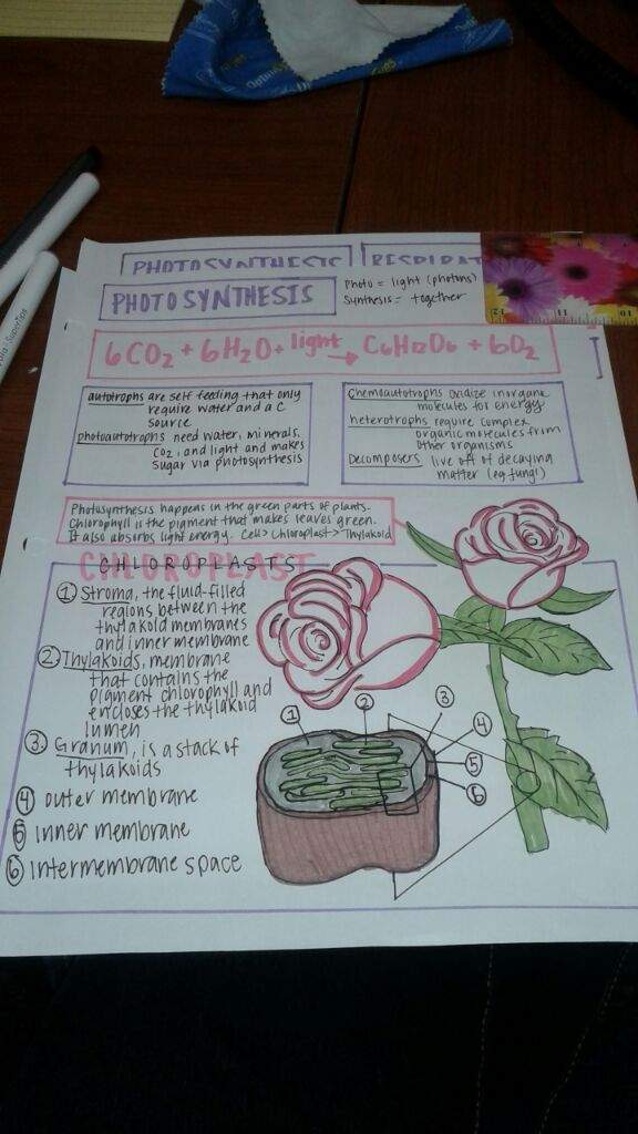 576x1024 Photosynthesis Random Notes Studying Amino Amino - Photosynthesis Sketch