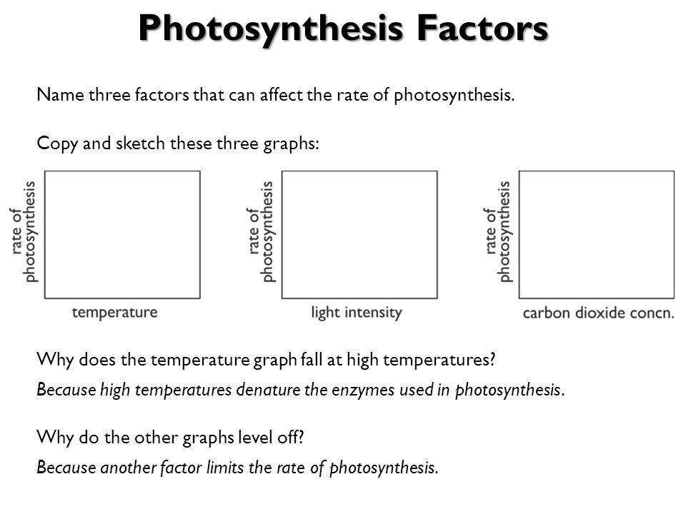960x720 Photosynthesis Factors - Photosynthesis Sketch