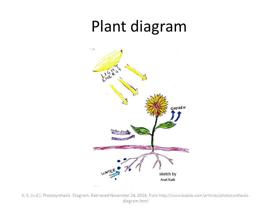 960x720 Photosynthesis Light Dependent Reaction By Naweed Zamani. - Photosynthesis Sketch