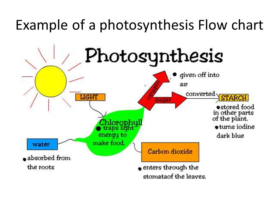 Photosynthesis Flow Chart Biology