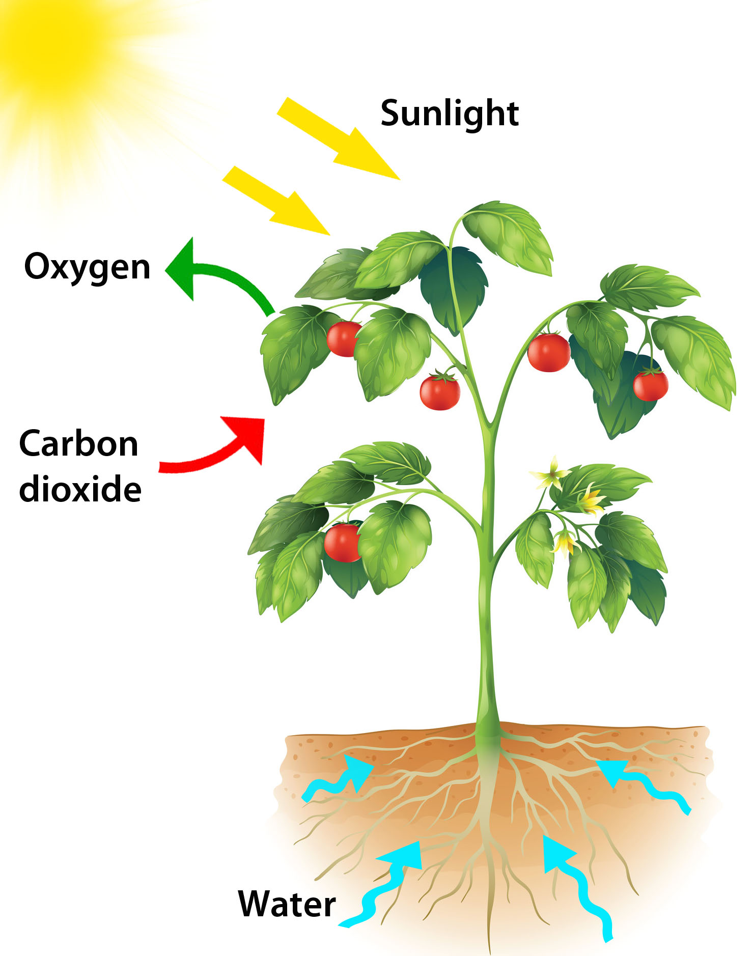 photosynthesis-sketch-at-paintingvalley-explore-collection-of