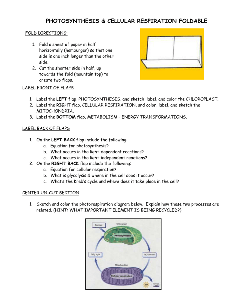 791x1024 Photosynthesisrespiration Foldabl - Photosynthesis Sketch