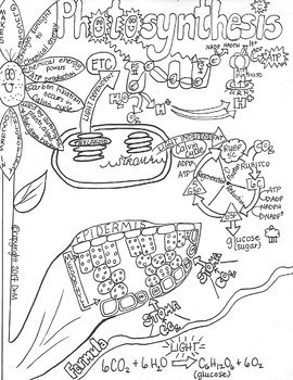 270x350 Sketch Notes Photosynthesis Respiration Bundle! W Student Notes - Photosynthesis Sketch