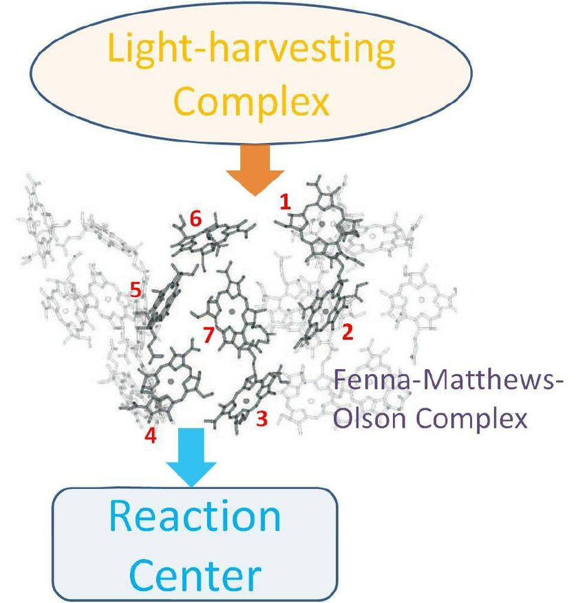 850x877 Sketch Of The Energy Flow In The Process Of Photosynthesis. The - Photosynthesis Sketch