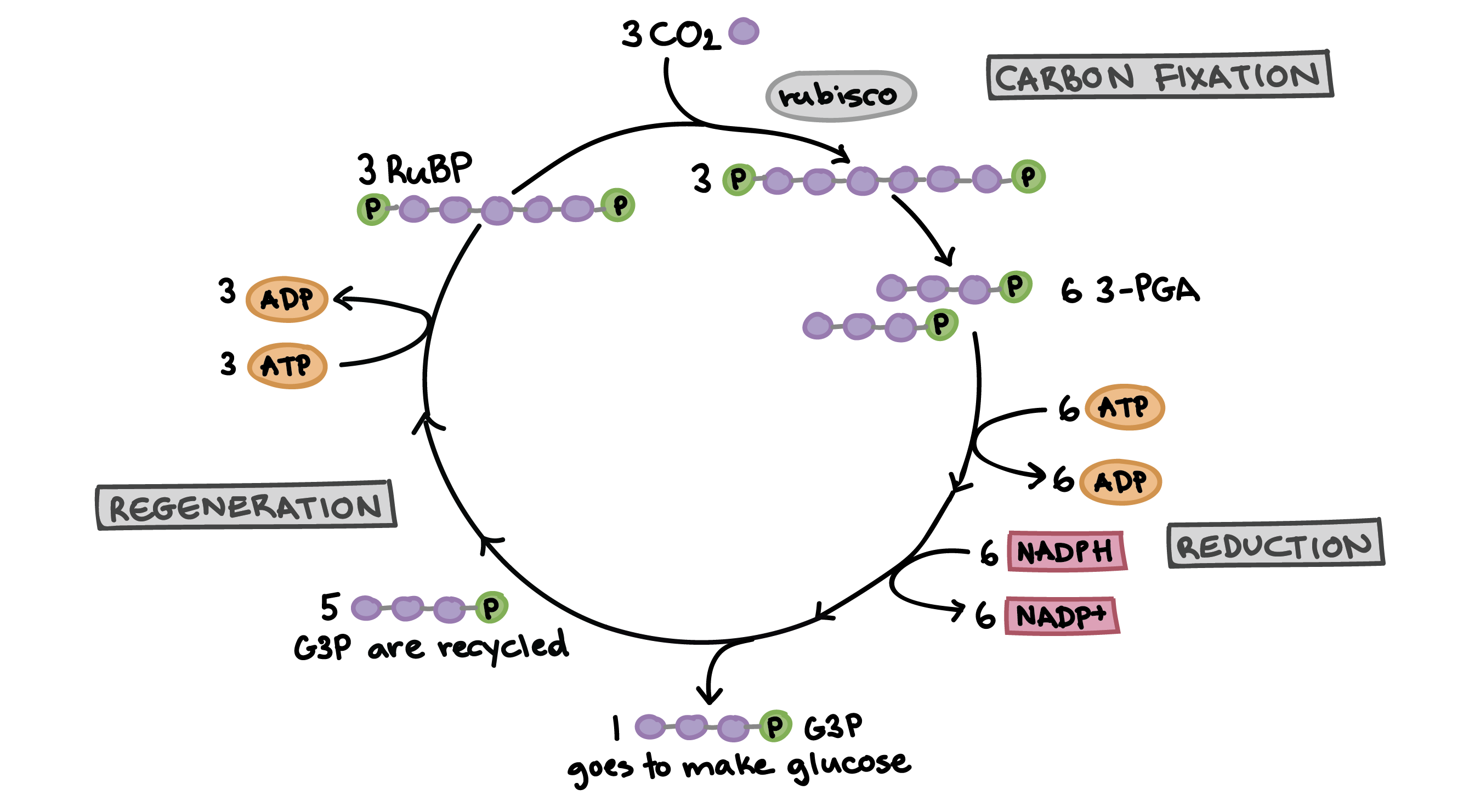 2679x1481 The Calvin Cycle (Article) Photosynthesis Khan Academy - Photosynthesis Sketch