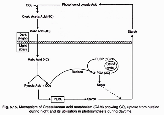 576x405 The Process Of Photosynthesis In Plants (With Diagram) - Photosynthesis Sketch
