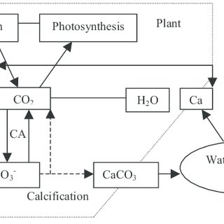 320x320 The Sketch Map Regulation Of Photosynthesis And Calcification By - Photosynthesis Sketch