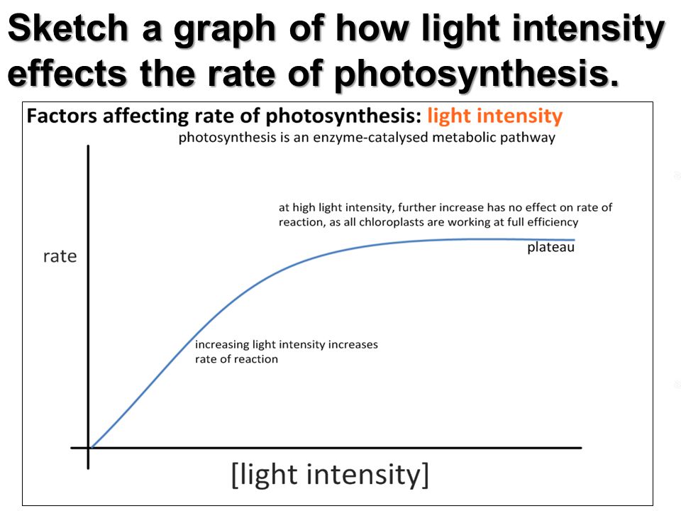960x720 Topic 2 Molecular Biology (21 Hours) - Photosynthesis Sketch